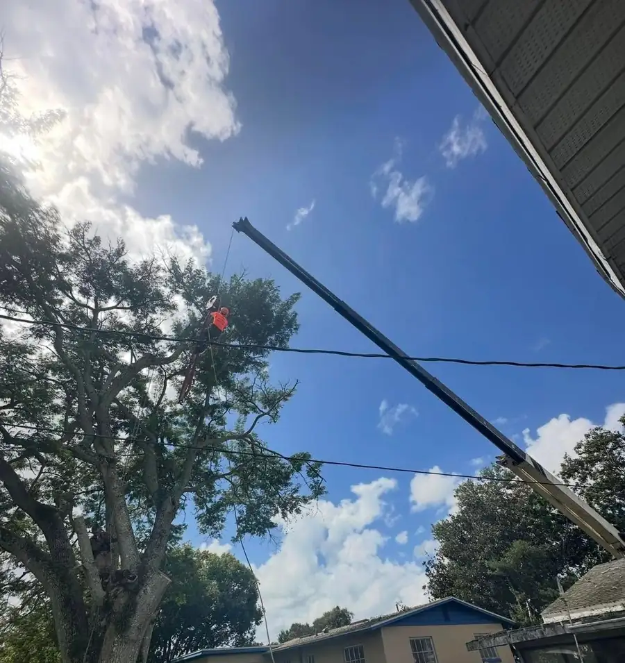 A crane boom reaching over a large oak beside a home during a CRJ Outdoors removal