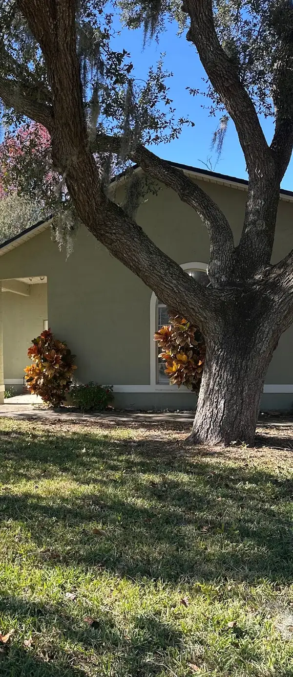 A live oak lifted and trimmed over a front lawn