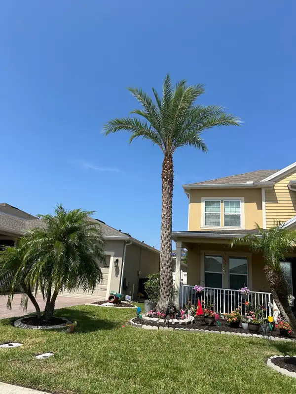 A trimmed palm in front of a yellow two-story home