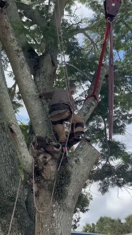 Rigging and a lowering block set in the fork of a large oak